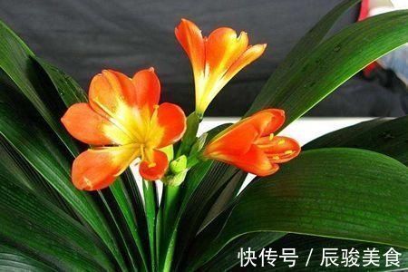 家里养君子兰,教你1套万能浇水法,叶子绿出油,开花不夹箭