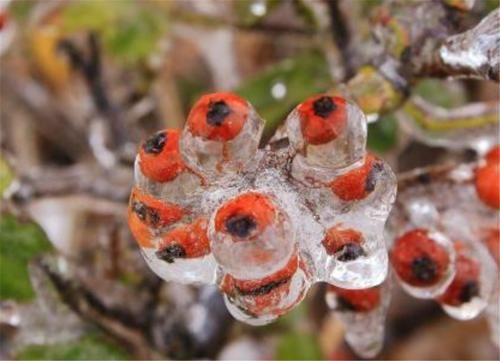  开春|俗话说“大雪不冻倒春寒”，大雪时节来临，明年开春天气怎样？