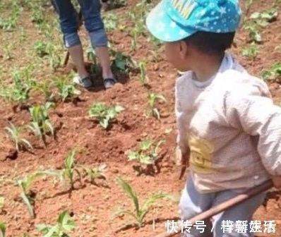 爷爷|3岁儿子去农村爷爷家,居然学会了除草,爸爸乐得哈哈大笑