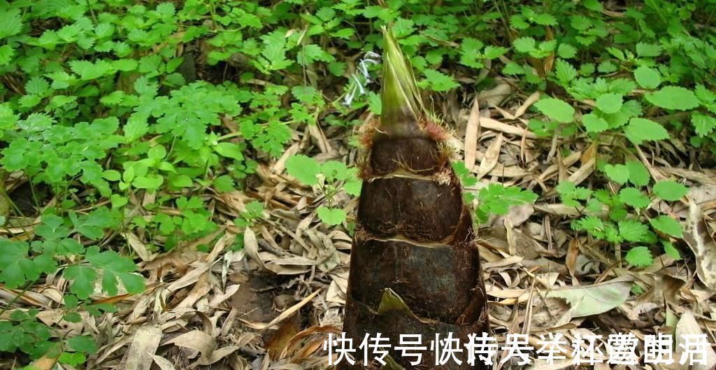 野菜|它被称为“人参菜”,排毒素降血压,保护肝脏,正当季人人吃得起