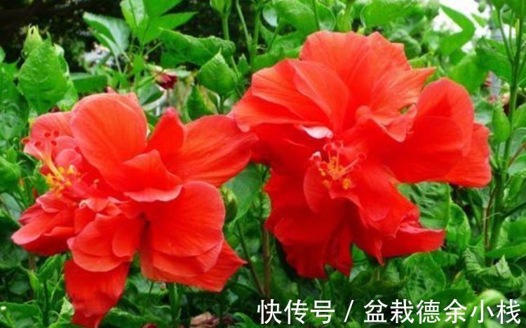 朱瑾花|从9月14日开始，家养此款花卉，花姿妖娆，花开香飘溢满屋