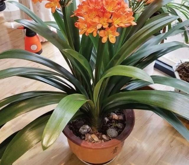 4种“废料”放盆底,烂根积水都不怕,养花其实很简单!