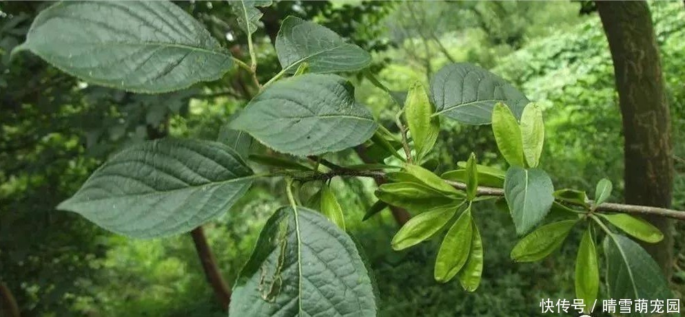 农村|秘方来了！再也不怕腰疼了，农村老一辈土办法，快速赶走骨质增生