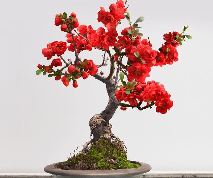 被误认为是日本海棠花 其实是我国特有品种 民间称 红宝石 粉紫色 被误认为是日本海棠花 其实是我国特有品种 民间称 红宝石 粉紫色