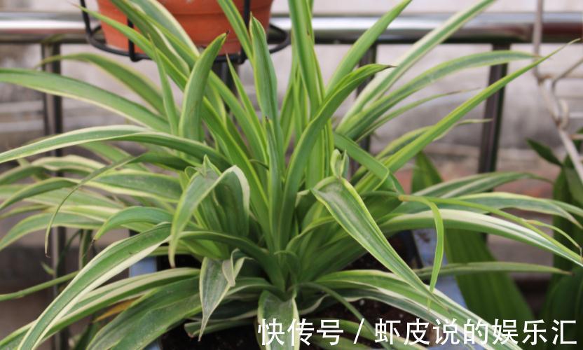 补充|王大叔养吊兰,轻松养成“瀑布”,全靠对“这方法”的熟悉