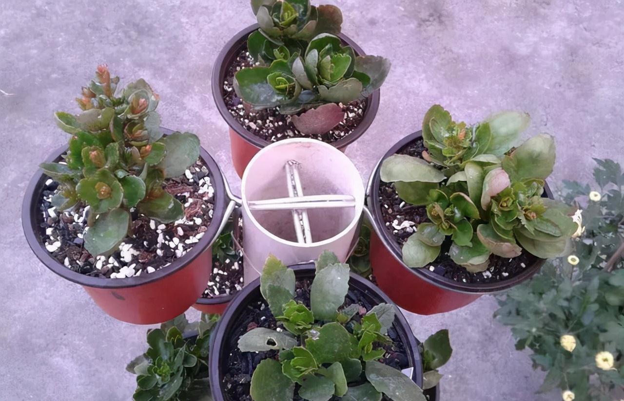 养花太占地方学会简单1招做个养花架,1㎡养20盆也不挤