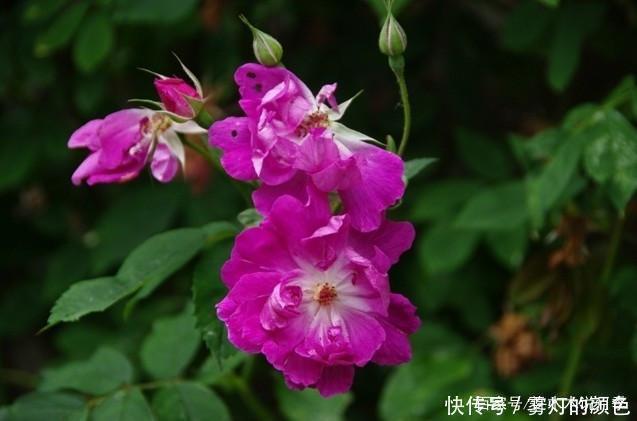 20款古老月季。数百年唯美传承,个个经典又抗病。远胜现代月季