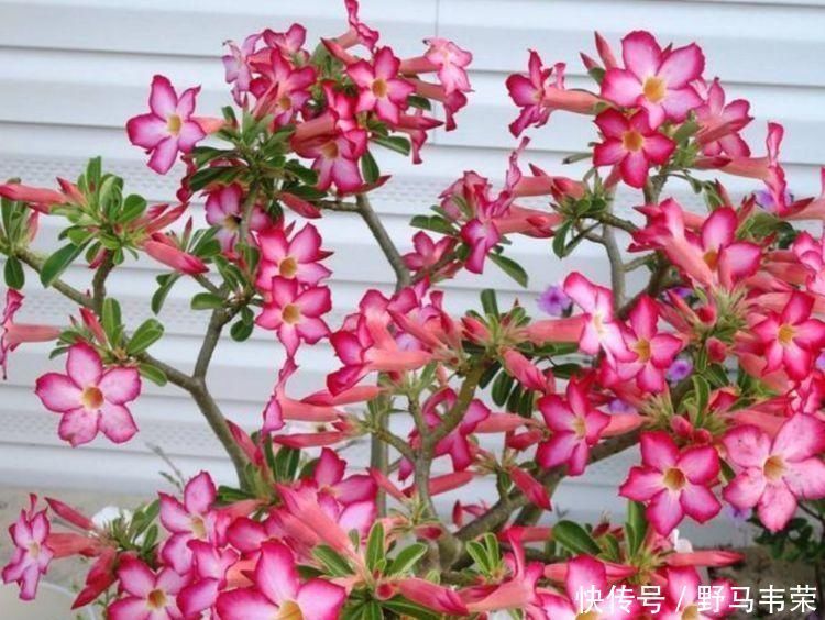 7月就养3种花,耐热又耐旱,懒人新手都能养得好,开花不断