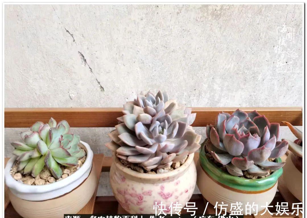 养多肉,慢慢来,我们一起沉淀再绽放!