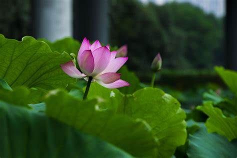 紫玄月|养花试试这几款，花大而俏丽，使人心旷神怡