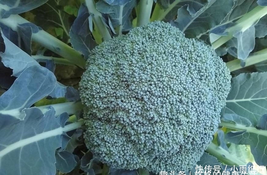 菜花|你还在买西兰花吃吗？爱吃菜花的来看看，现在知道还不晚