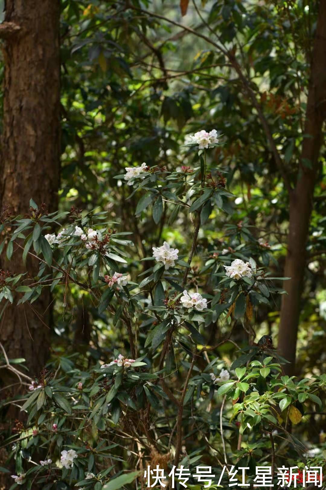 地方 这个地方发现桃叶杜鹃花,属四川省首次在野外发现