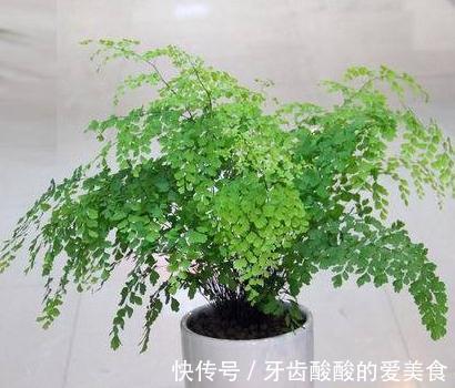 客厅卧室养2种绿植，观赏性高，夜晚释放氧气，睡眠好