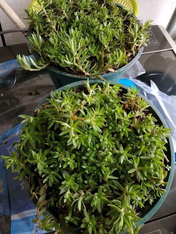 垂盆草|屋顶上的野草,人称“房神”,别再拔了,是福气!