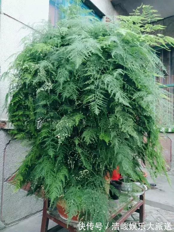 高手在民间,每月1勺糖,文竹开出“满天星”,四季绿意盎然!