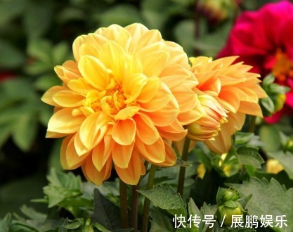 厕所想养花“3种”便宜又好看,水越多、花越艳,花开日日红