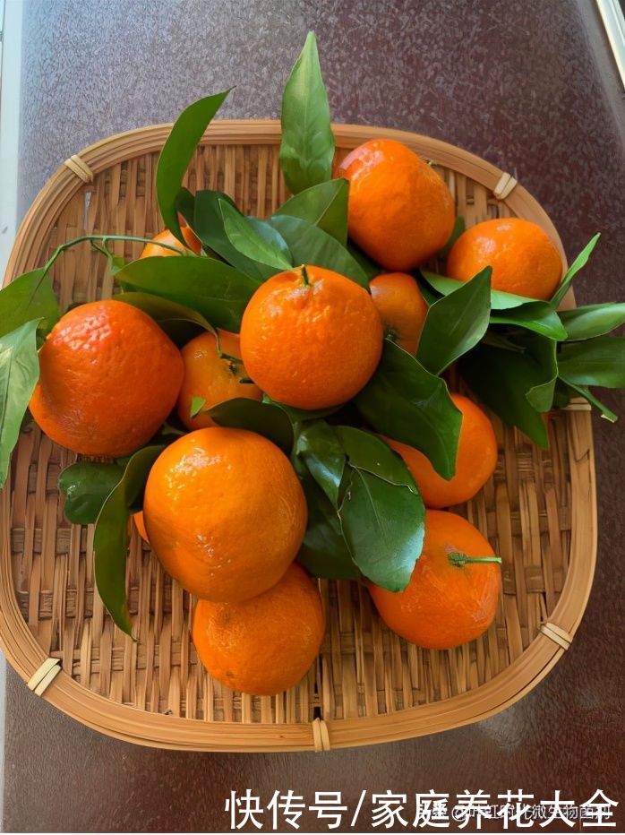 橘子全身都是宝、吃完橘子橘皮也别扔掉、养护花草它可有一套