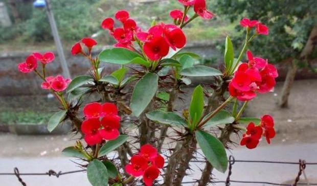 还在用酱油浇虎刺梅难怪黄叶长势弱，3点才是养好它的关键！