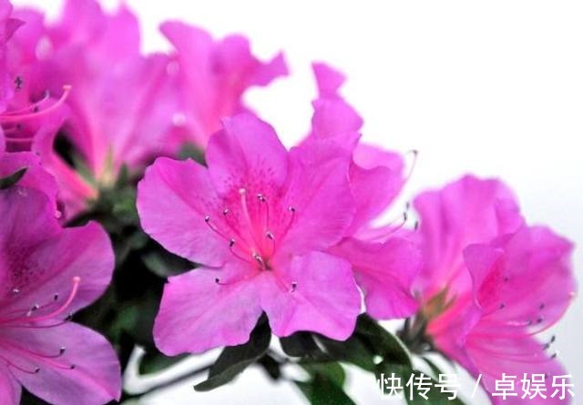 盆栽|媳妇养护杜鹃花盆栽有方法,只要做好以下几点,枝叶翠绿花开不断