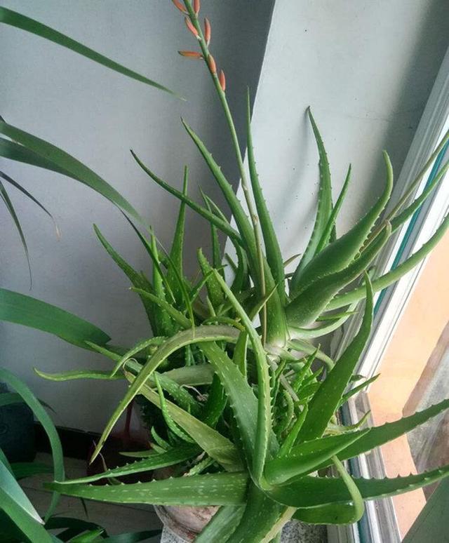 盆栽|夏季养芦荟,比起光照浇水,有“一点”更重要,侧芽多、长爆盆!