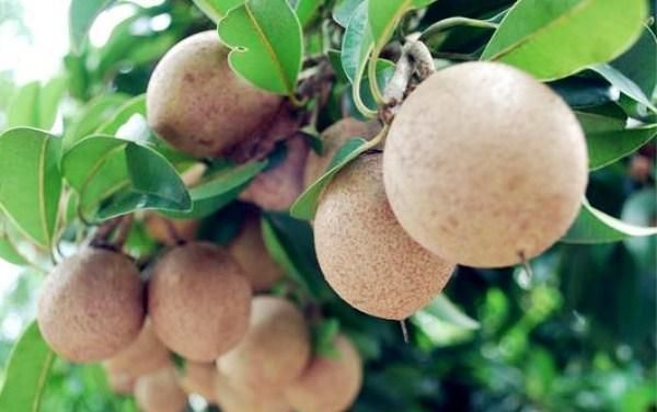 水果|4种“世界级”水果,土豪表示没吃过,网友最后一种让我想起了聊斋