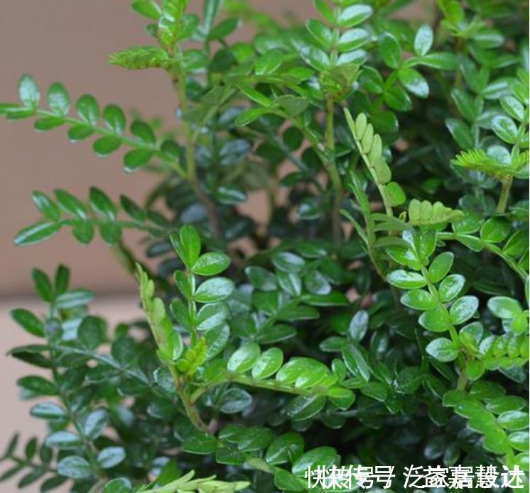 净化|4种花净化空气,杀菌去异味,吸收有害气体,养在客厅美极了