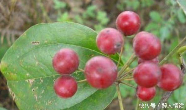 野草|乡下多见的一味野草,用途却是了不得的,快来一起认识一下吧