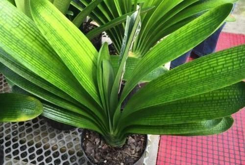 环境温度|君子兰养了7年,长得好却不开花?快催花,1个月就爆出大花头