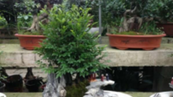 红豆杉|号称“养不死”的盆栽净化空气又养眼,手残党也能轻松养活