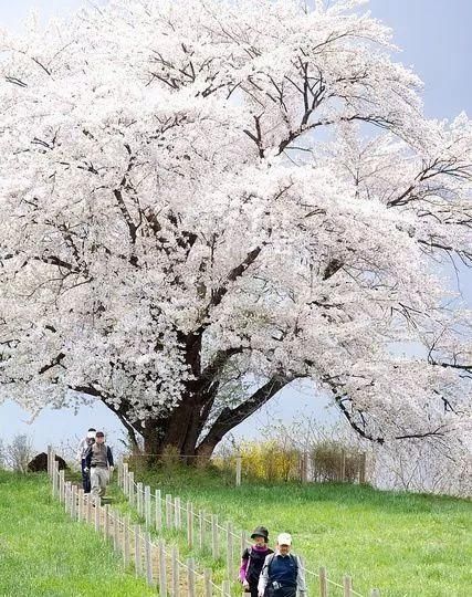 传来|太美了,世界照片今天终于传来,罕见至极,一睹为快
