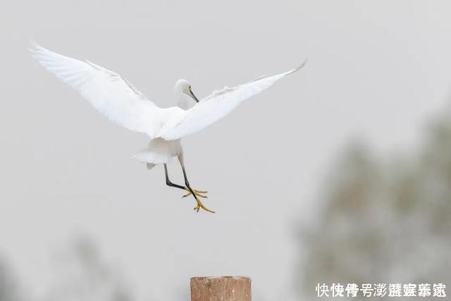 河畔|白鹭嬉戏，河畔斗舞！台儿庄运河湿地景色迷人，惹人醉！