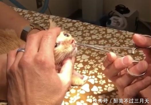 猫猫身上的寄生虫图片