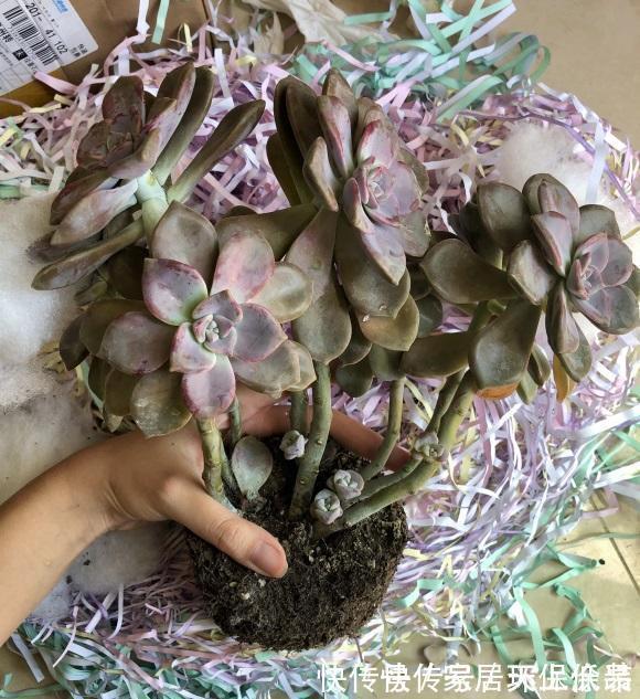 室内封闭阳台，买多肉要注意，带桩子的不要买，养不好