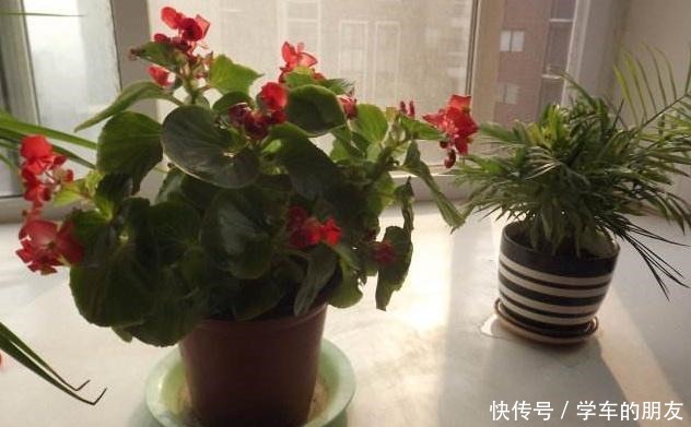 养花别养太贵的,这些花卉几块钱一大把,回家养盆里能开整个春天!