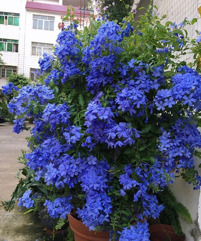 月季不好养,养一盆它,开花爆盆很简单,越剪开花越猛