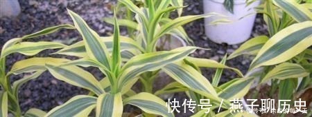 这3种“金边植物”，有钱人必养！往客厅一摆，难怪越来越富有！