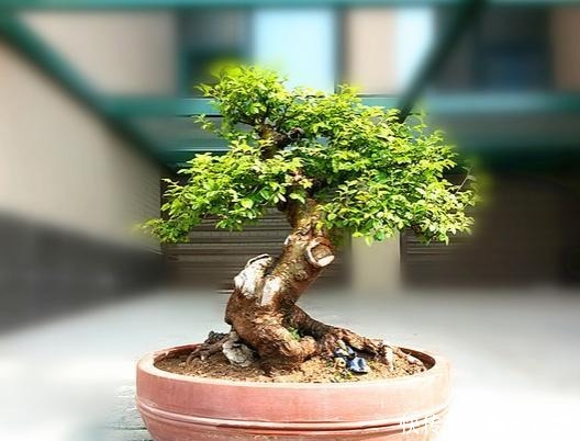 原来有钱人家都养这个花,镇宅,招财,这可是“帝王之木”