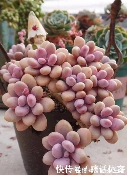 桃蛋|这6种多肉养成悬崖桩,价格贵、颜值高,看起来真过瘾