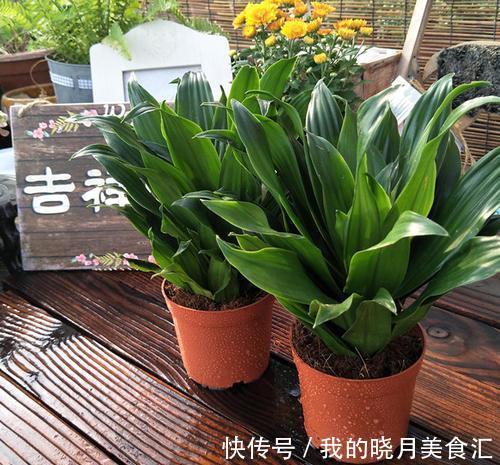 此7种盆栽没人管都不会死,比仙人掌还好养