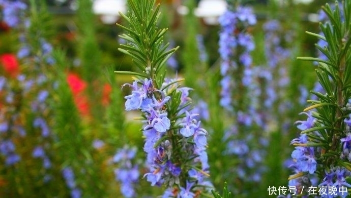 鼻子上的“白米粒”越挤越多,皮肤还会凹下去,原来是它的分泌物