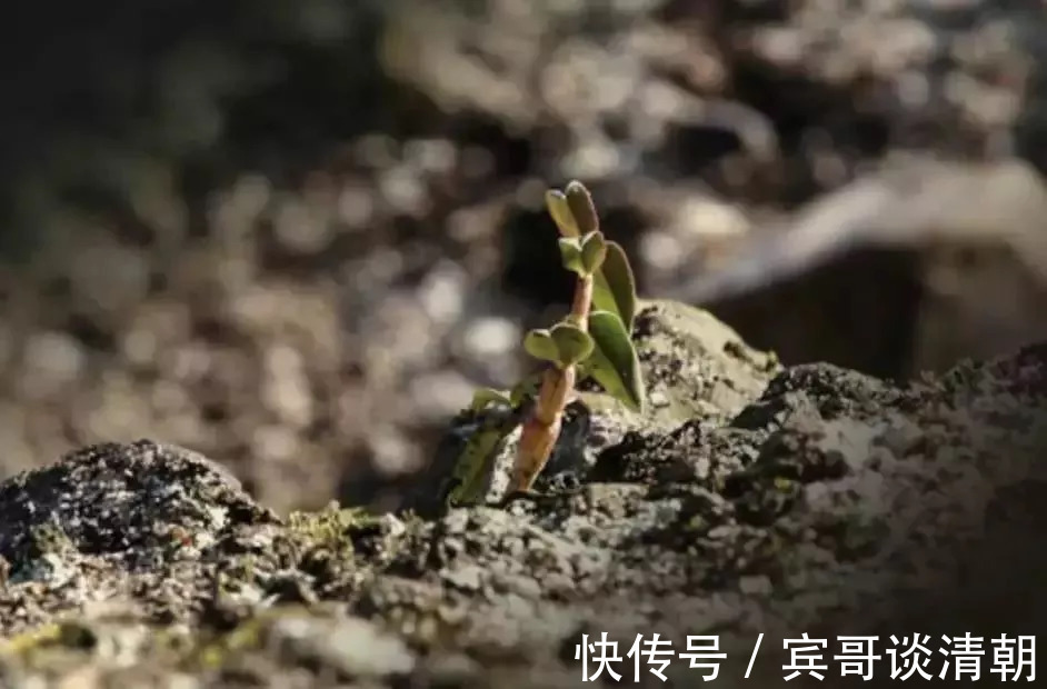 东南亚地区|秋后第一补是此物，比人参燕窝还养人，再贵也要吃