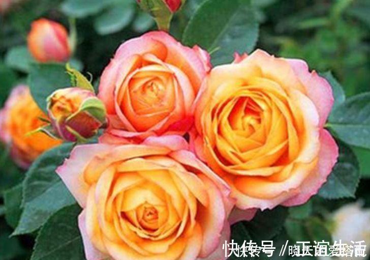 4种花养家里，旺财又养人，吉祥富贵，红红火火好运来