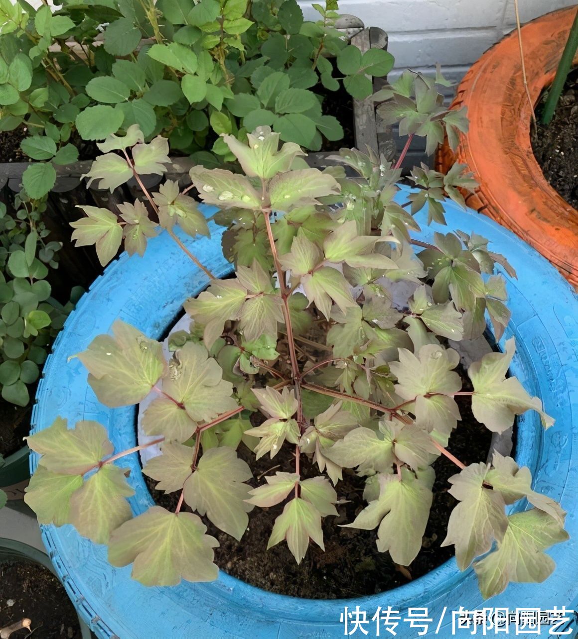 牡丹，芍药不开花，是你种错了，到了秋天，挖出来重新种一遍