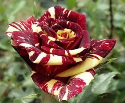 养护|三个品种的月季花,不仅花瓣上有漂亮的花纹,而且养护方法简单