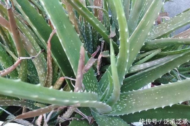 室内养5种花不能多浇水,水一多就烂根,救都救不回来!