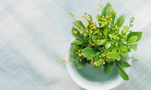 用小苏打养花，竟有这么神奇的功效，让花卉植物长不停！