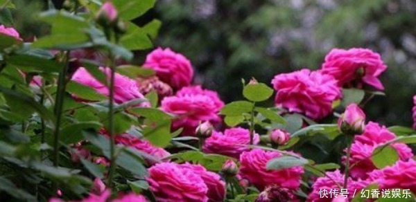 优雅|姹紫嫣红,优雅高贵,“珍品玫瑰”蓝月亮玫瑰,是养花之首选
