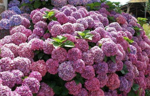 养绣球“修剪”要做对,花期必开花,花开几百朵,变成“大花球”