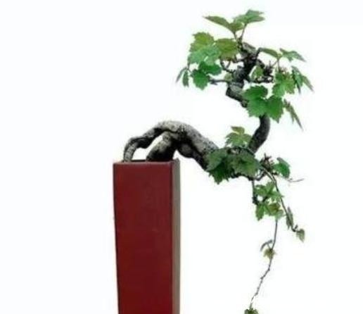 盆景|这个植物墙角常见，做成盆景原来如此美观，是草还是树不用再纠结！