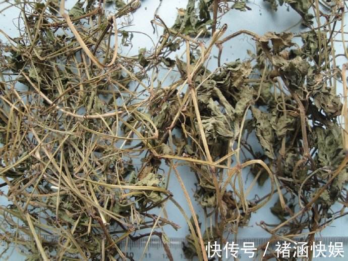 徐长卿|农村野草,叶片凉拌好吃,有杀菌、抗病毒的作用,你是否认识